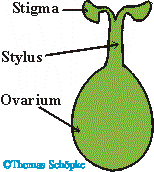 ovarium.gif (4932 Byte)
